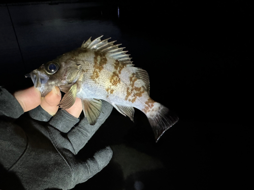 メバルの釣果