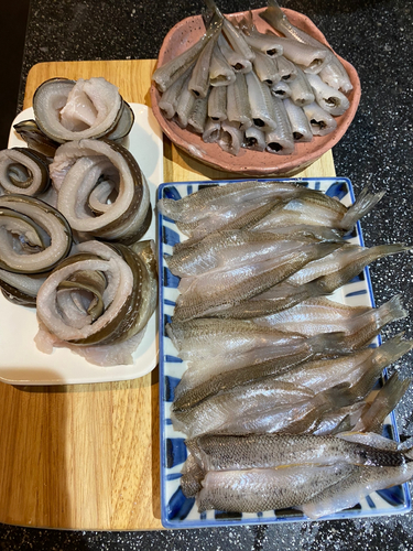 アナゴの釣果