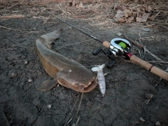 マナマズの釣果