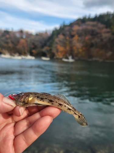 マハゼの釣果