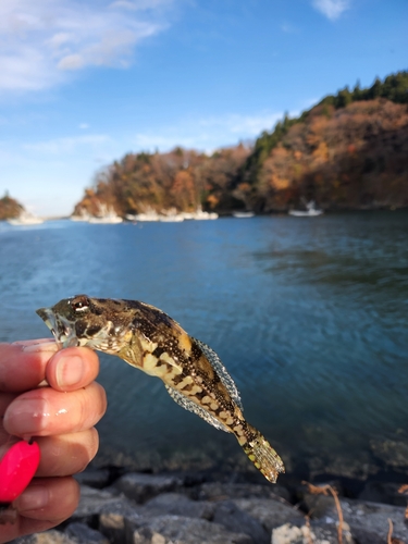 アサヒアナハゼの釣果