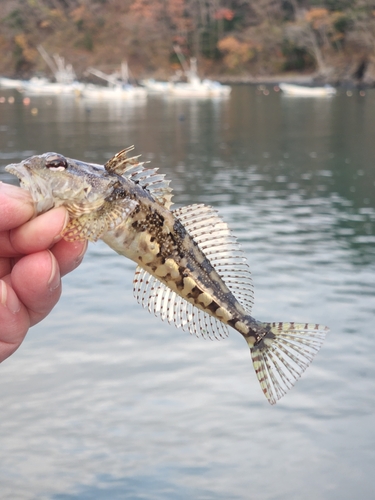 アサヒアナハゼの釣果