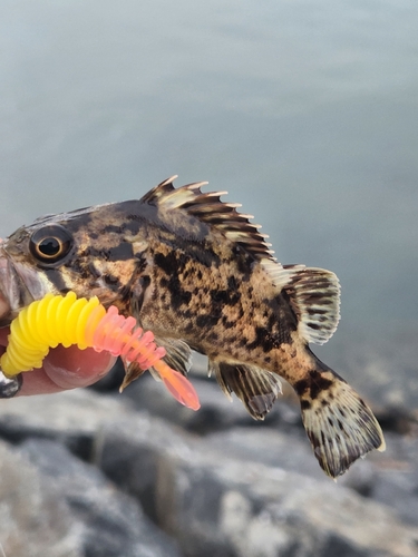 ベッコウゾイの釣果