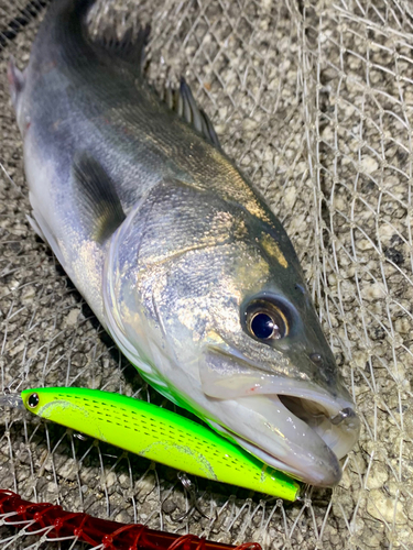 フッコ（マルスズキ）の釣果