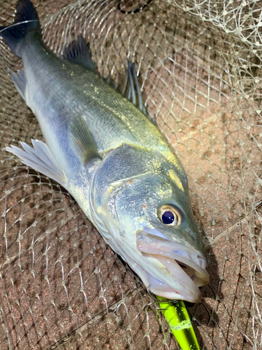 フッコ（マルスズキ）の釣果