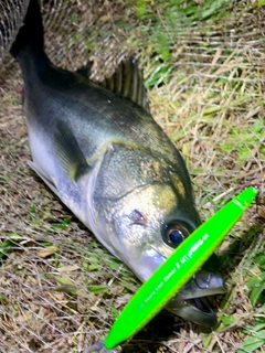 フッコ（マルスズキ）の釣果