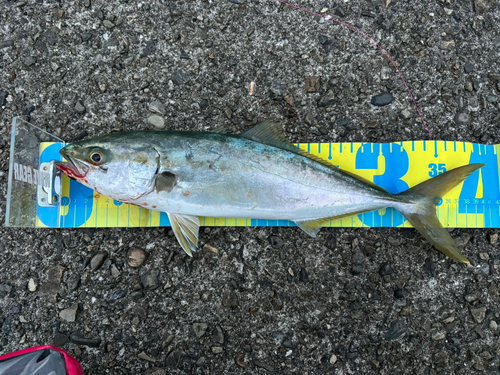 イナダの釣果