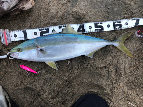 ワラサの釣果