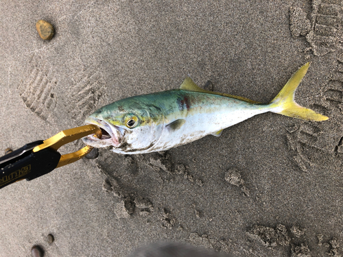 ショゴの釣果