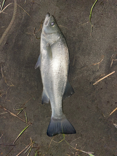 フッコ（ヒラスズキ）の釣果