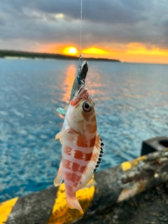 アカハタの釣果