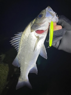 セイゴ（マルスズキ）の釣果