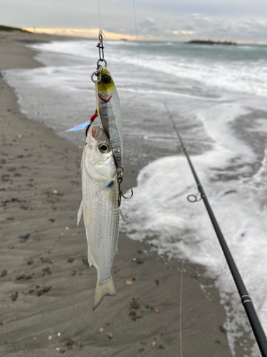 ボラの釣果