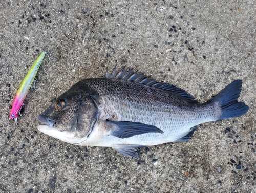 チヌの釣果