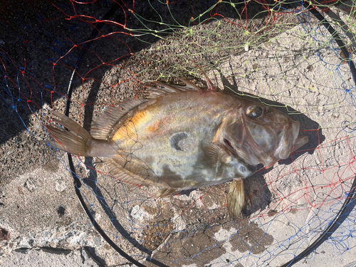 マトウダイの釣果