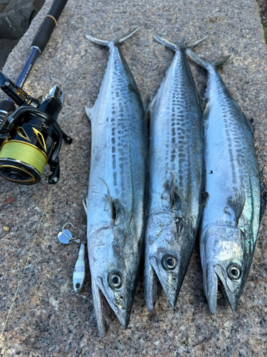 サゴシの釣果