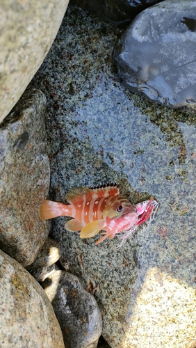 アカハタの釣果