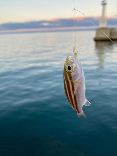 イサキの釣果