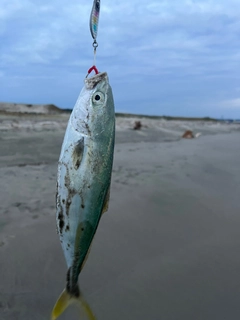 ワカシの釣果