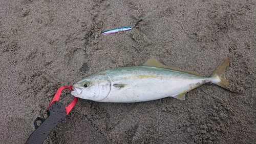 ワカシの釣果