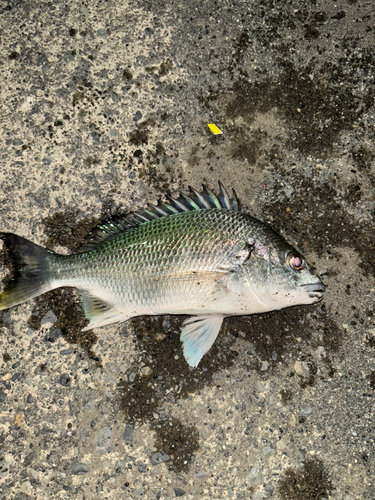 駿河湾