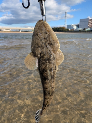 マゴチの釣果