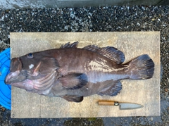 マハタの釣果