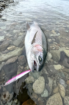 ニジマスの釣果