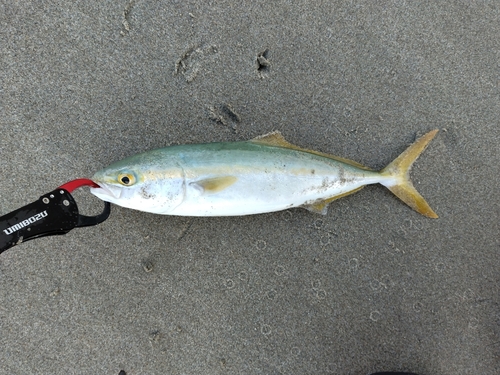 ワカシの釣果