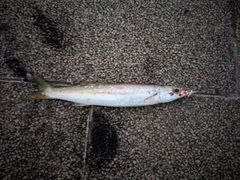 カマスの釣果