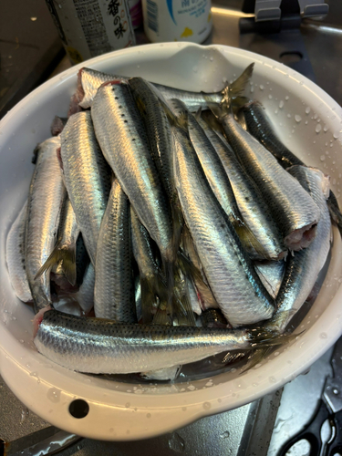 三陸海岸（青森）