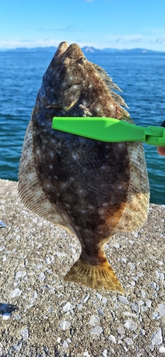 ヒラメの釣果