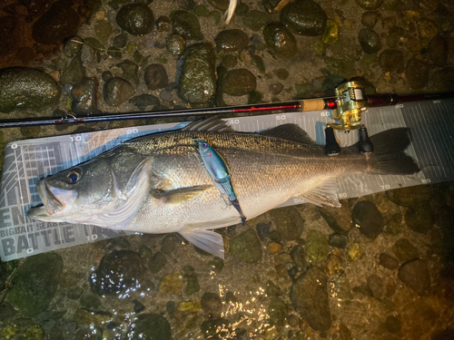 シーバスの釣果