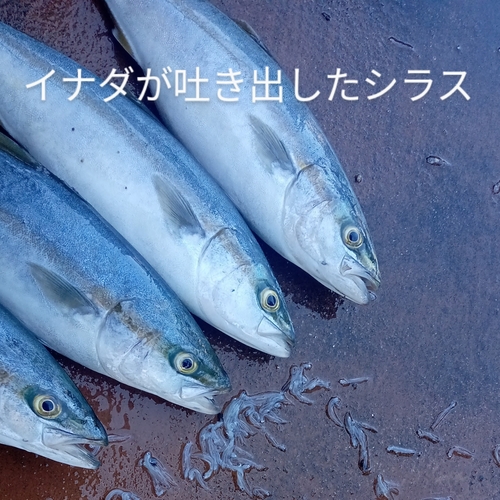 イナダの釣果