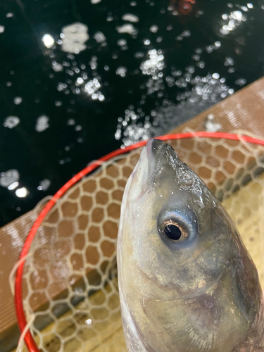 コイの釣果