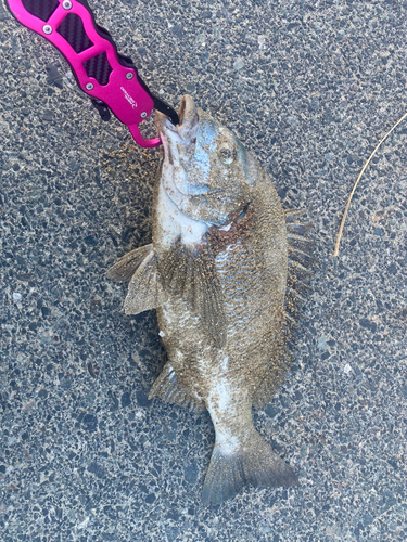 チヌの釣果