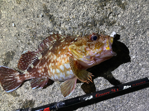 カサゴの釣果