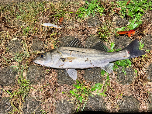 フッコ（マルスズキ）の釣果