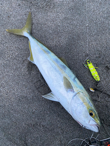 イナダの釣果