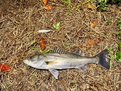 フッコ（マルスズキ）の釣果