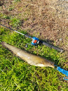 ナマズの釣果