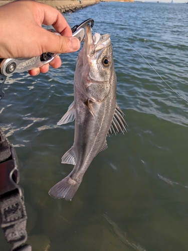 スズキの釣果