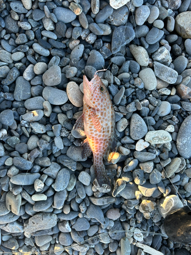 オオモンハタの釣果