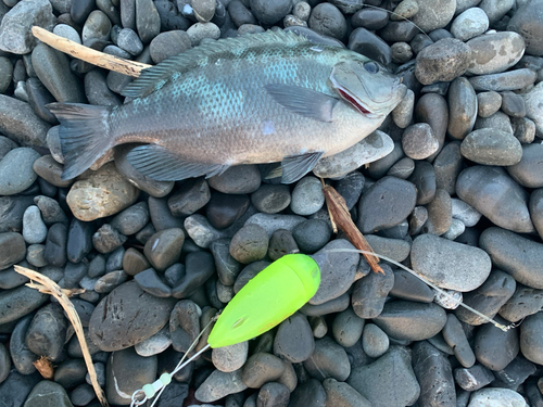 メジナの釣果