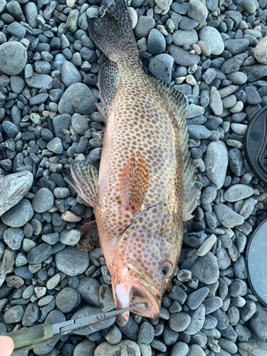 オオモンハタの釣果