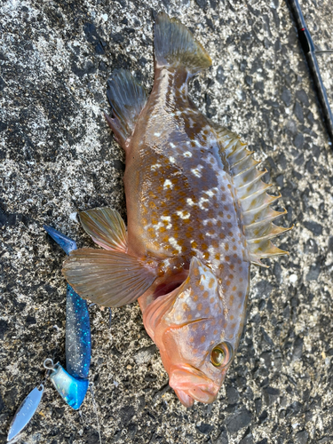 アコウの釣果