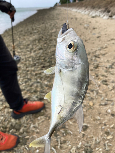 ガーラの釣果