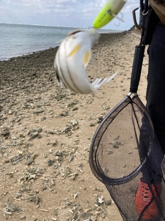 コトヒキの釣果