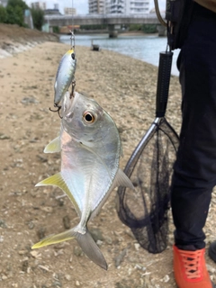 ガーラの釣果