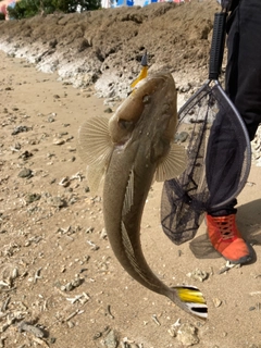 コチの釣果